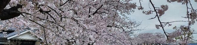 IH愛用者's header image
