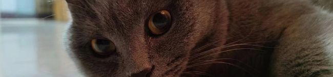 Maoxupup's header image