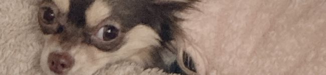 mole＿'s header image