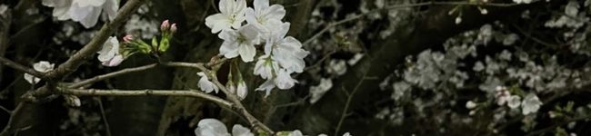 felifeli's header image
