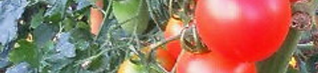 goograi's header image
