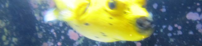 だわさん's header image