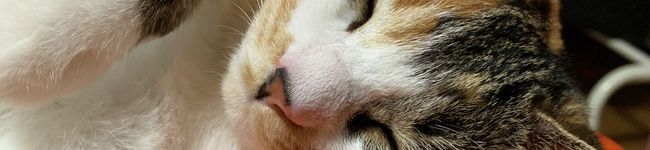 ねーち＆にゃーち's header image