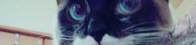 tirolはデカ猫's header image