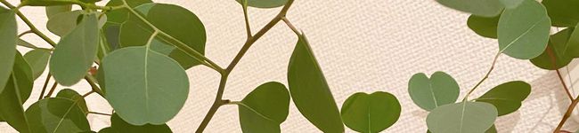 lilly_77's header image