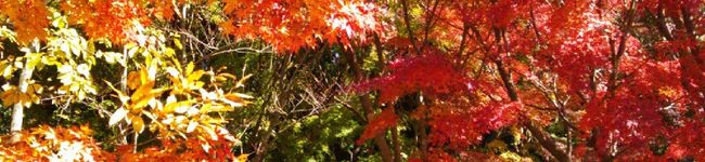 小鳥♪'s header image