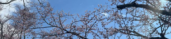 saki_08's header image