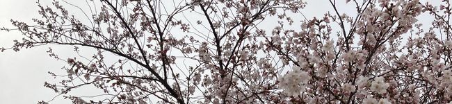 サクラ♡桜♡さくら's header image
