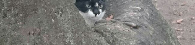 ねこ用務　鯖虎's header image