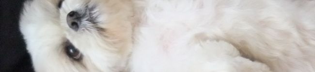 miobon's header image