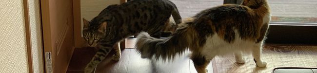 AshBlue's header image