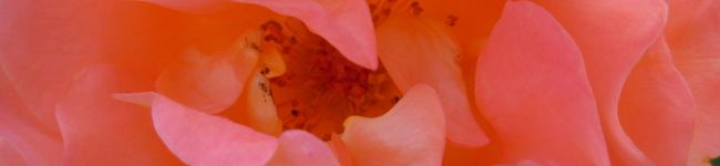 フォーナ's header image