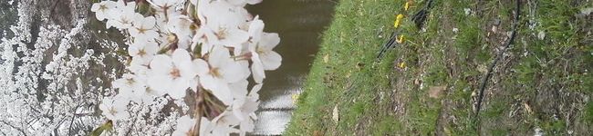 たけうちはいね's header image