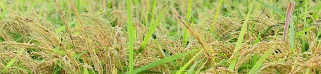 玄米麺の富田うどん's header image