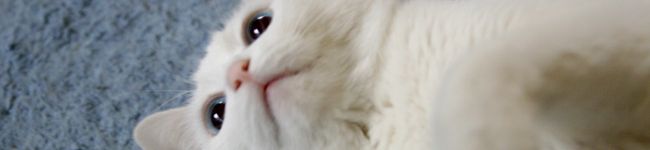 蜜柑０'s header image