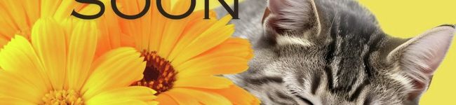 三毛猫調理愛好家's header image