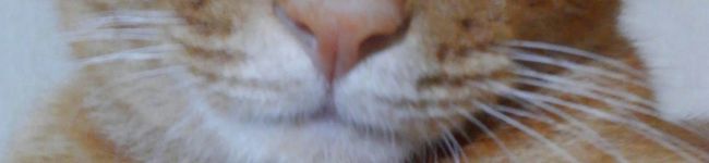 元たんママ's header image