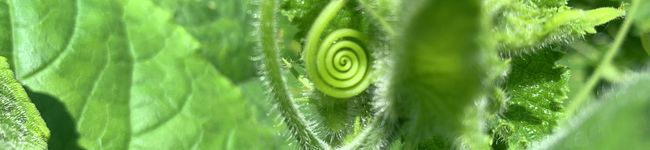 おもしろ野菜研究所's header image