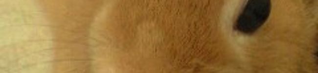 pooh★'s header image