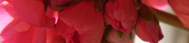 sore's header image
