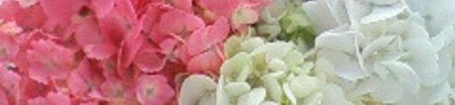ｒｉｎａｒｉｎａ's header image