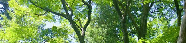 Carolina's header image