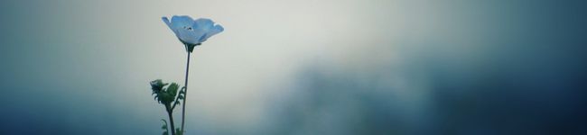 minamie373's header image