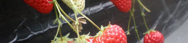 nakamu929's header image