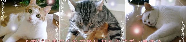 にゃんた１０４'s header image