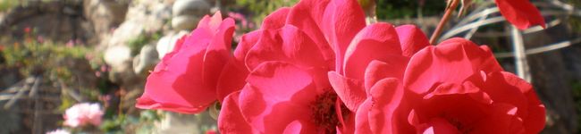 tumii's header image