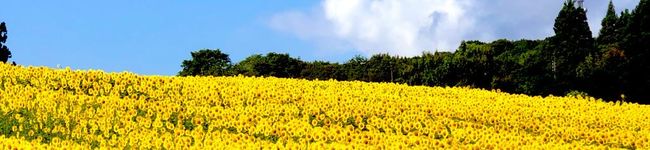村人はりー's header image