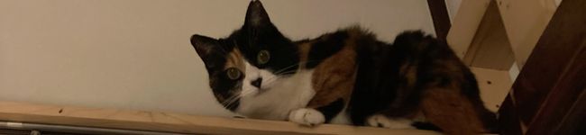 ねこを4匹かってる's header image