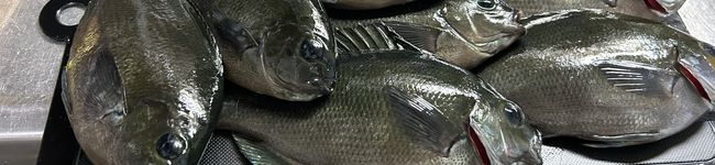 ヤギの料理教室's header image