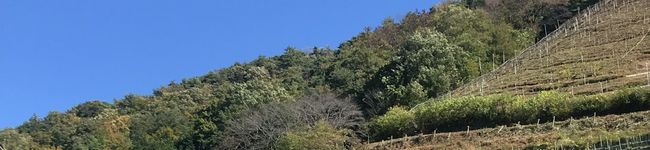 t_a_m_aさん's header image
