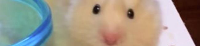 わたぼこりプリン's header image