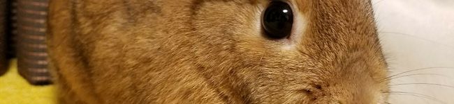 ZUNちゃん's header image