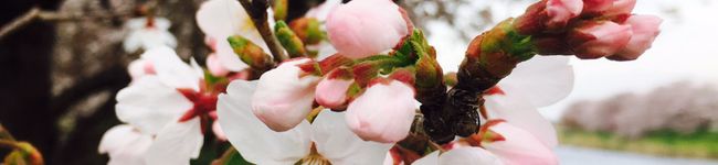 牛若丸・×・'s header image