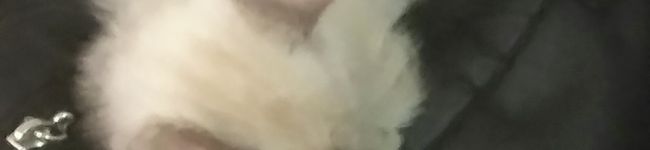 まーたん's header image