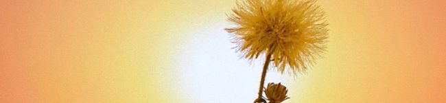ayumayun's header image
