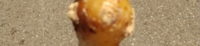 ☆クックケンさ～ん☆'s header image
