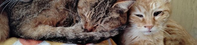 hina※'s header image