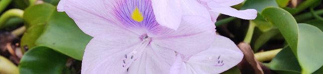 てんてん。's header image