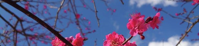 野を駆けまわる主婦's header image
