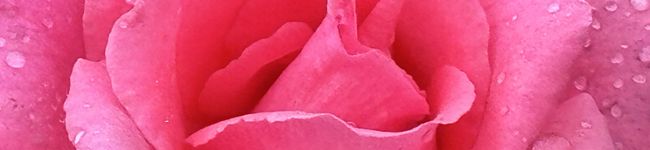 Rose8339's header image