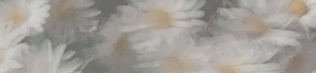 ‪✿morin✿'s header image