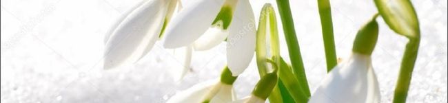 ｌｅａｆ☆'s header image