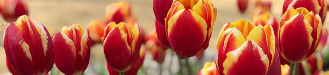 hoehoe♡'s header image