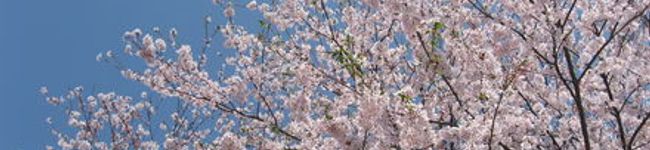 SAKURA1028's header image