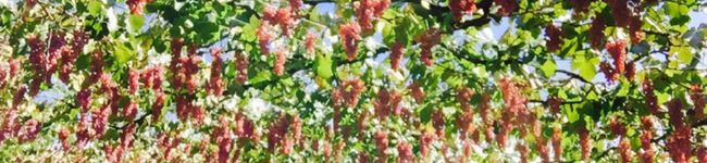 nicoNether's header image
