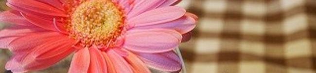 ＳＯＬＡ☆ＣＡＦＥ's header image